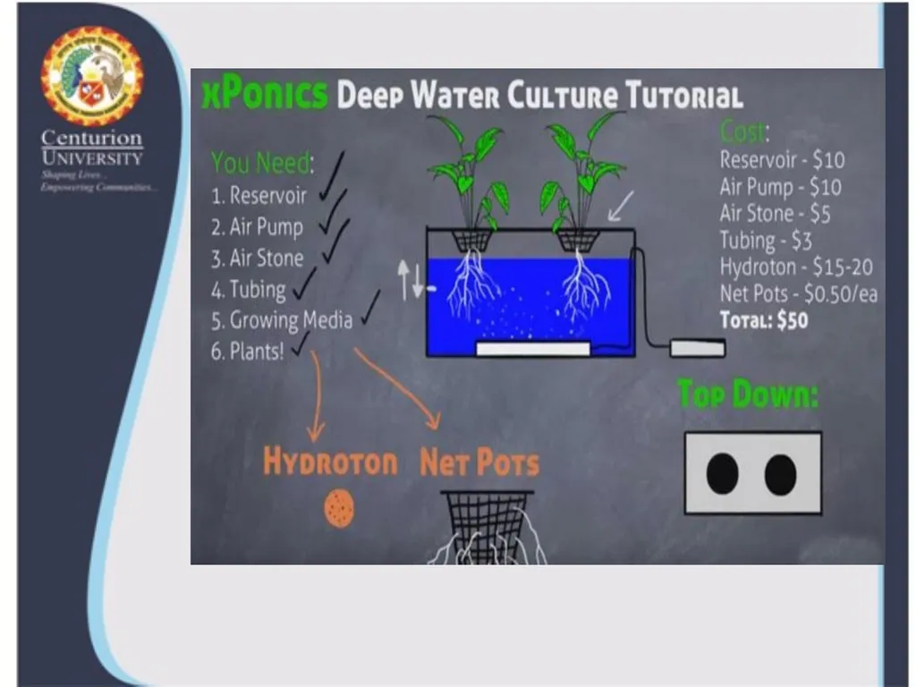 Lecture 6 Deep water culture, Ebb & Flow, 2. Deep - slide 3 of 7