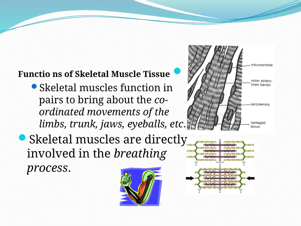 Muscular tissue Muscle is a soft tissue found in - slide 13 of 15