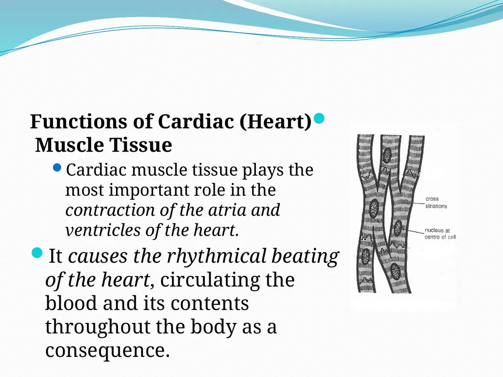 Muscular tissue Muscle is a soft tissue found in - slide 15 of 15