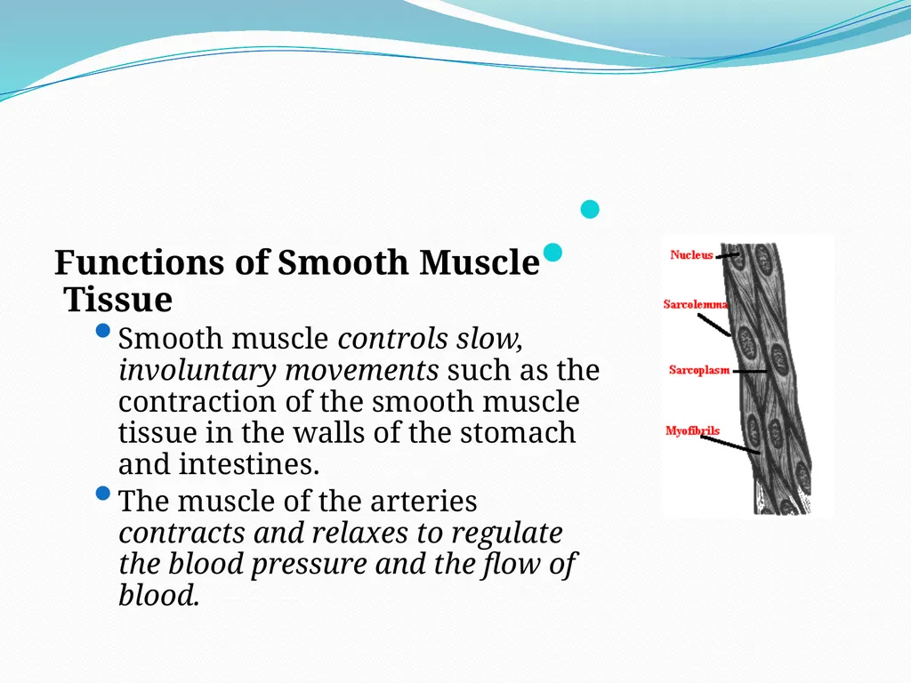 Muscular tissue Muscle is a soft tissue found in - slide 10 of 15