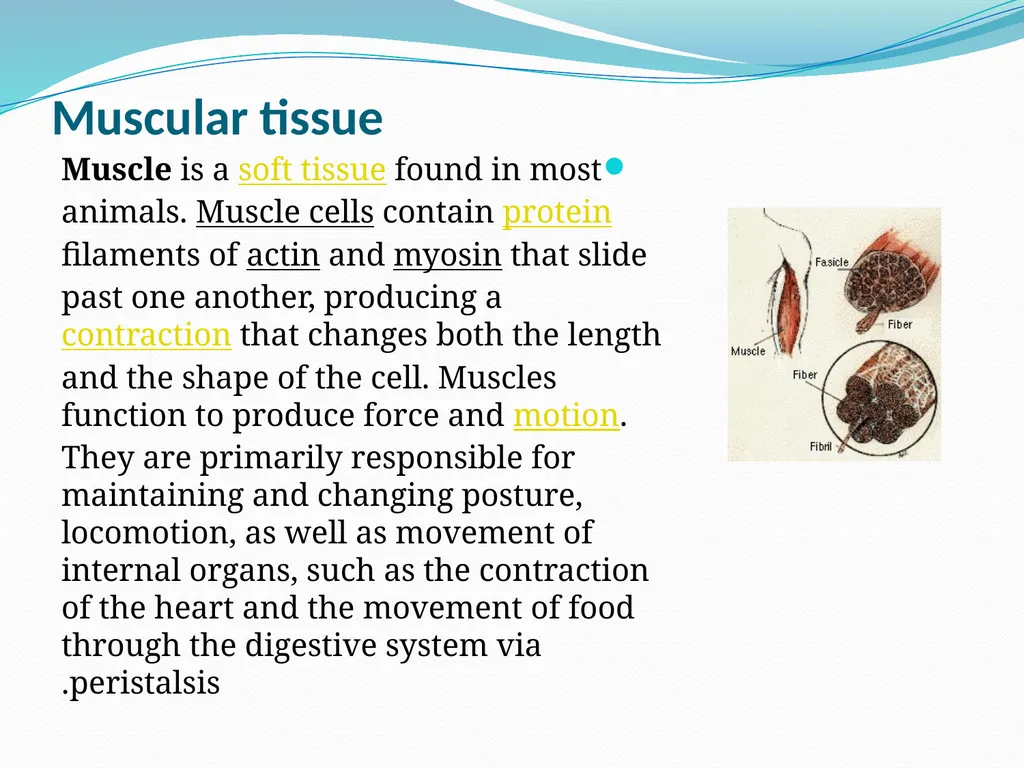 Muscular tissue Muscle is a soft tissue found in - slide 1 of 15