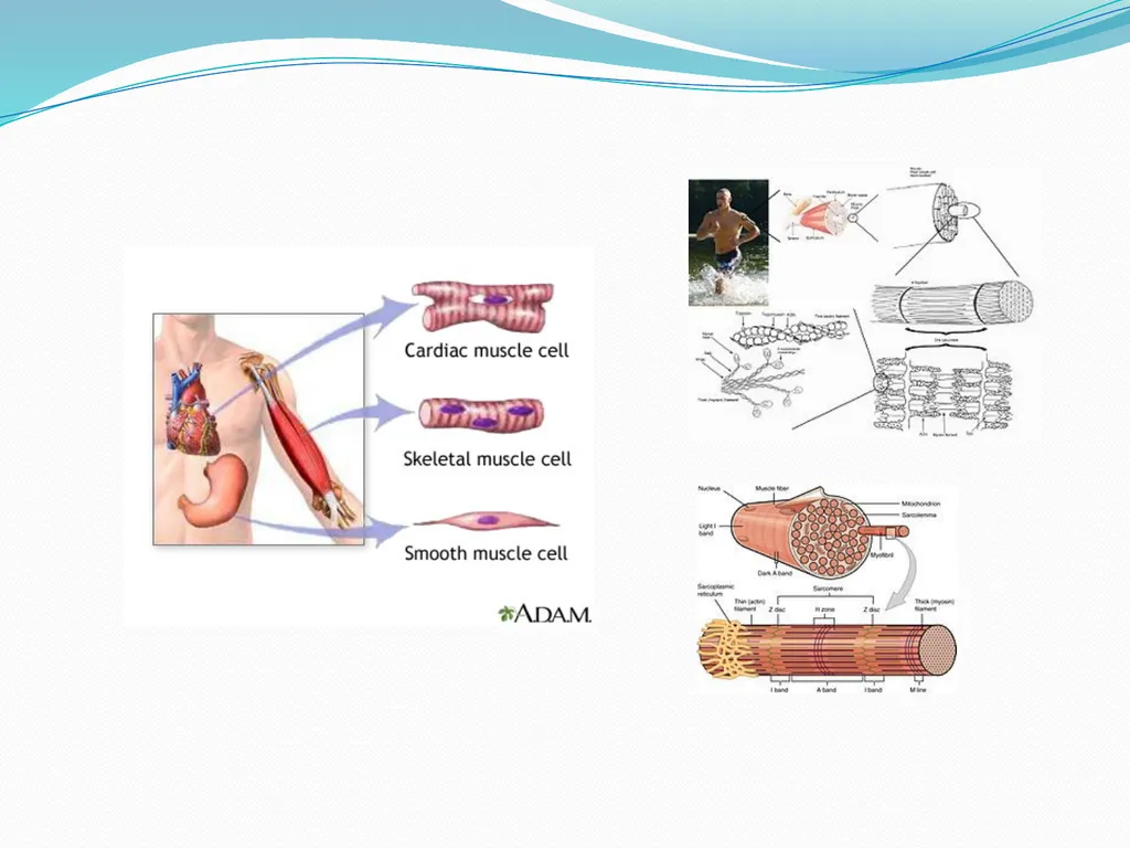 Muscular tissue Muscle is a soft tissue found in - slide 2 of 15
