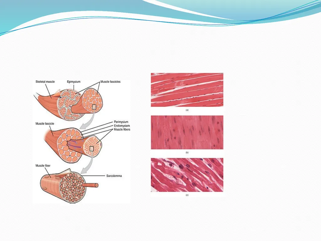 Muscular tissue Muscle is a soft tissue found in - slide 8 of 15