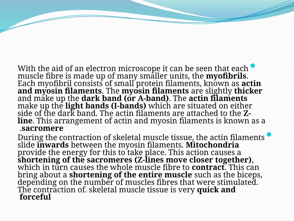 Muscular tissue Muscle is a soft tissue found in - slide 12 of 15