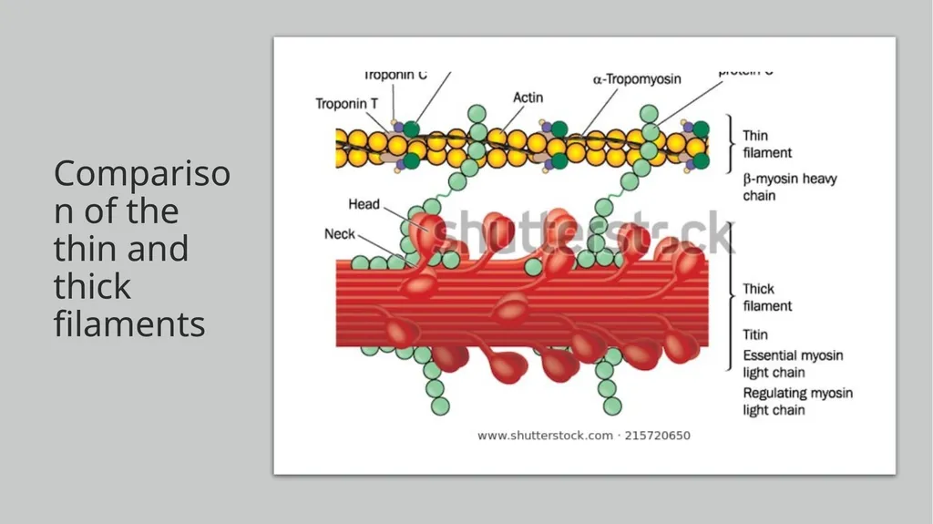 NGSS Connections to the Skeletal Muscle Module - slide 15 of 26