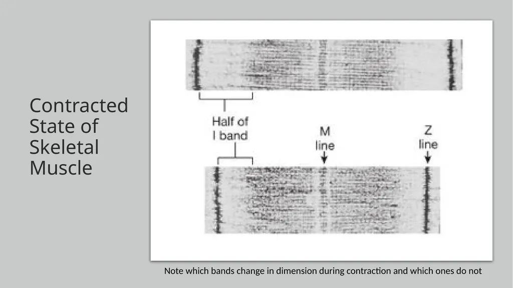 NGSS Connections to the Skeletal Muscle Module - slide 12 of 26