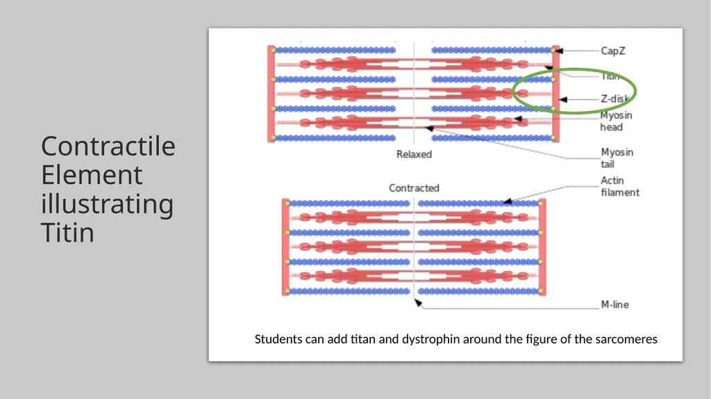 NGSS Connections to the Skeletal Muscle Module - slide 17 of 26