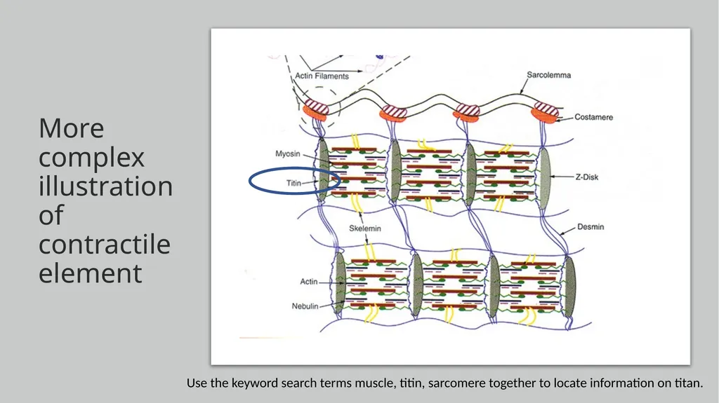 NGSS Connections to the Skeletal Muscle Module - slide 16 of 26