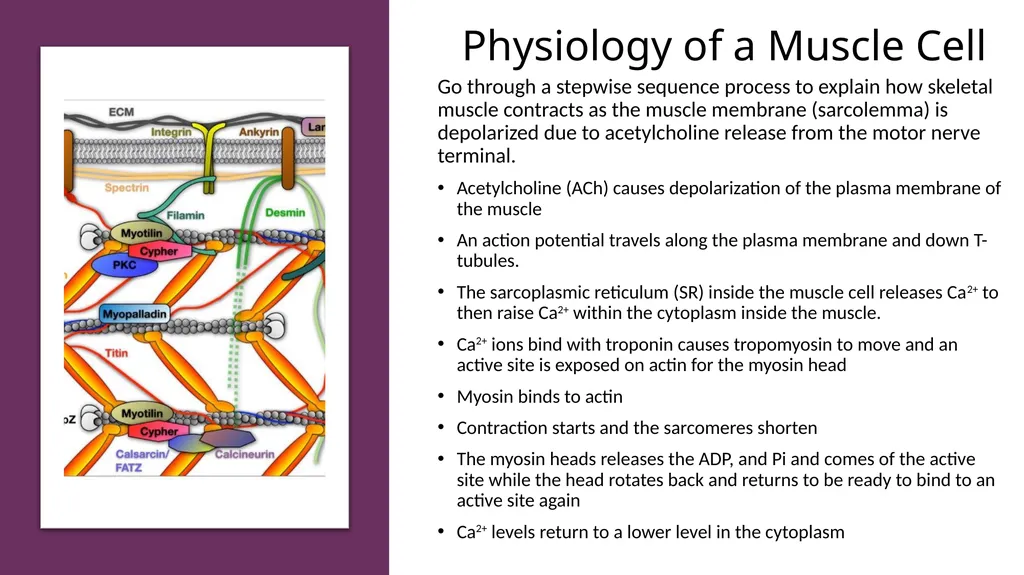 NGSS Connections to the Skeletal Muscle Module - slide 19 of 26