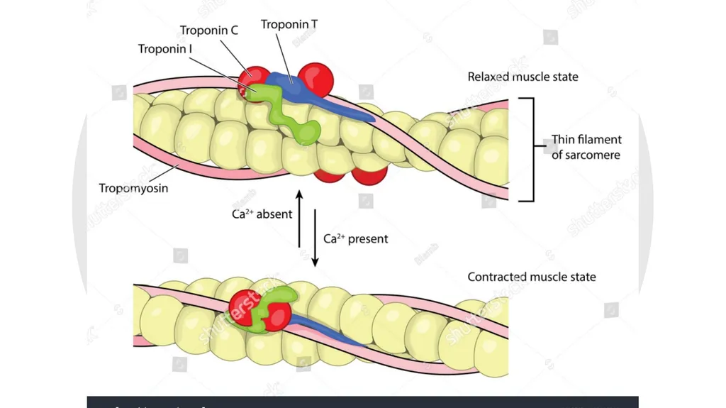 NGSS Connections to the Skeletal Muscle Module - slide 14 of 26