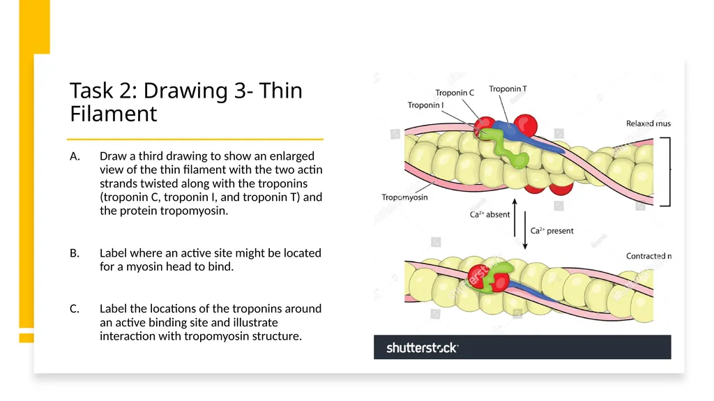NGSS Connections to the Skeletal Muscle Module - slide 13 of 26