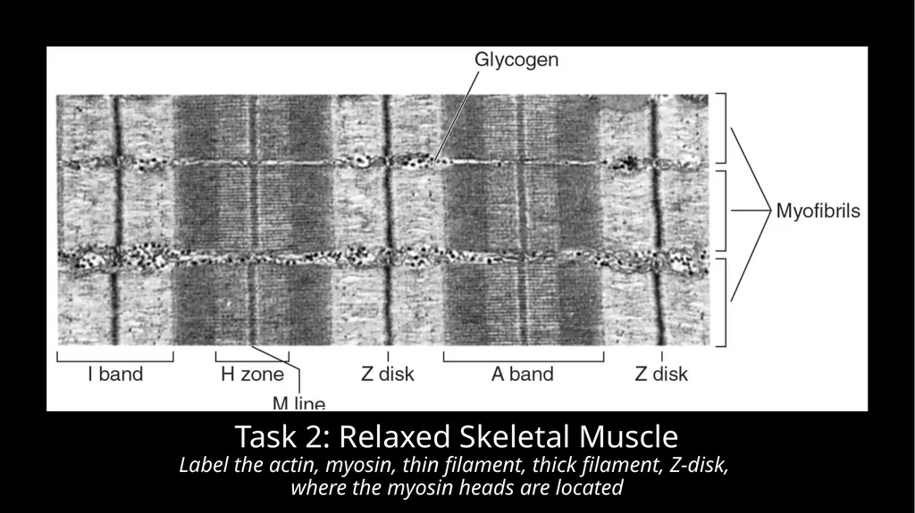 NGSS Connections to the Skeletal Muscle Module - slide 11 of 26