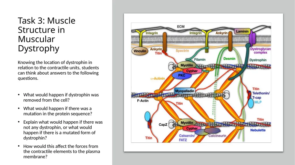 NGSS Connections to the Skeletal Muscle Module - slide 18 of 26