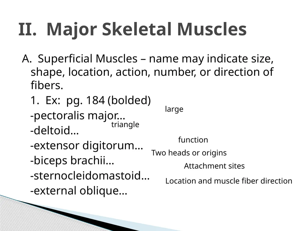 HAP Chapter 8 Muscular System 8.7-8.8 A. Read pg. - slide 5 of 14