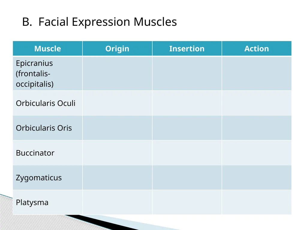 HAP Chapter 8 Muscular System 8.7-8.8 A. Read pg. - slide 6 of 14