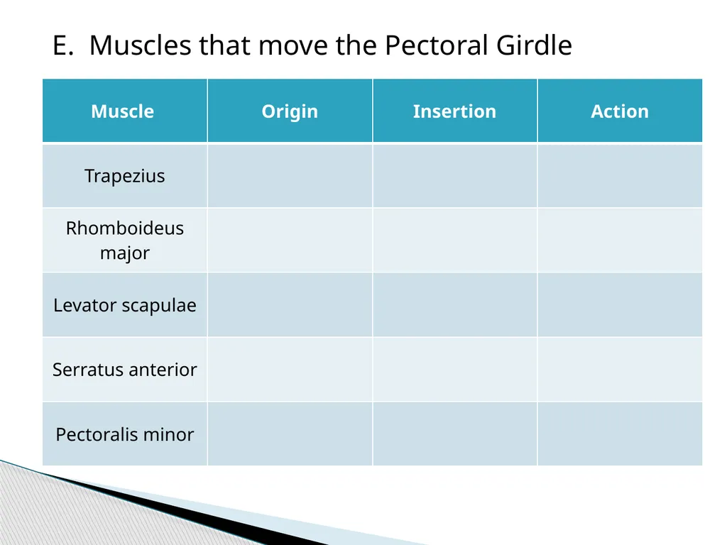 HAP Chapter 8 Muscular System 8.7-8.8 A. Read pg. - slide 9 of 14