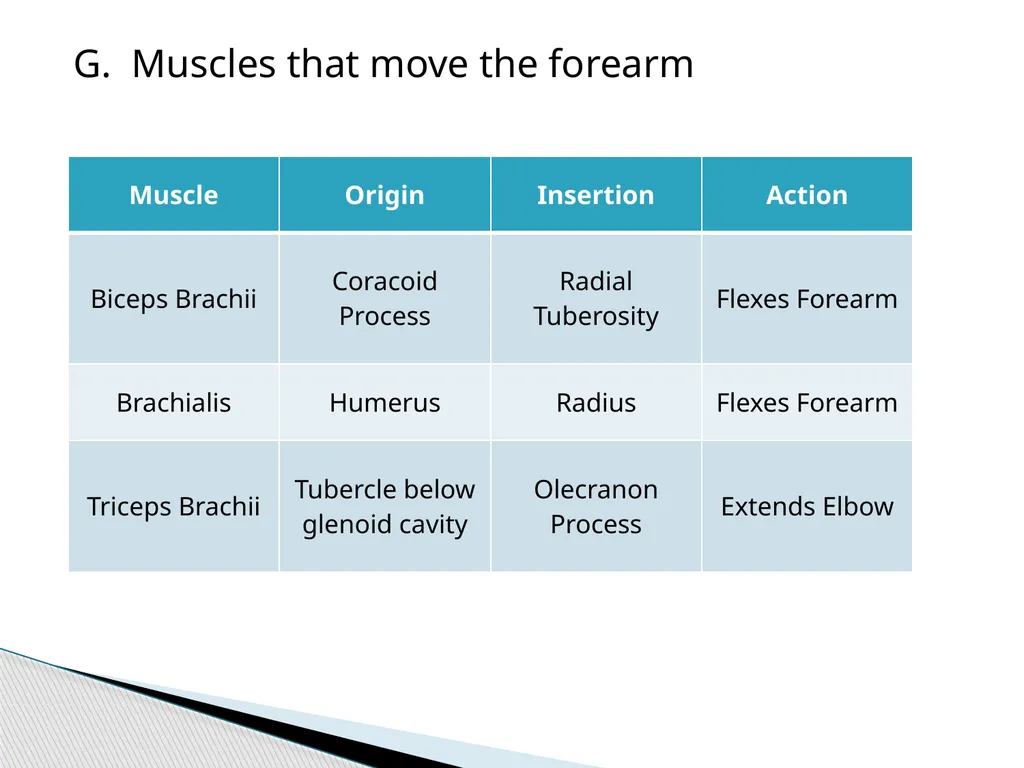 HAP Chapter 8 Muscular System 8.7-8.8 A. Read pg. - slide 11 of 14