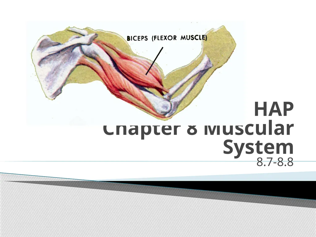 HAP Chapter 8 Muscular System 8.7-8.8 A. Read pg. - slide 1 of 14