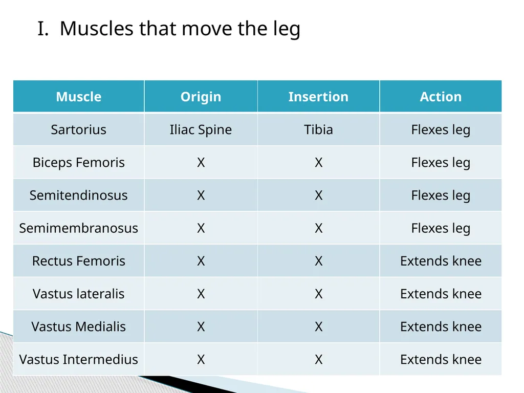 HAP Chapter 8 Muscular System 8.7-8.8 A. Read pg. - slide 13 of 14