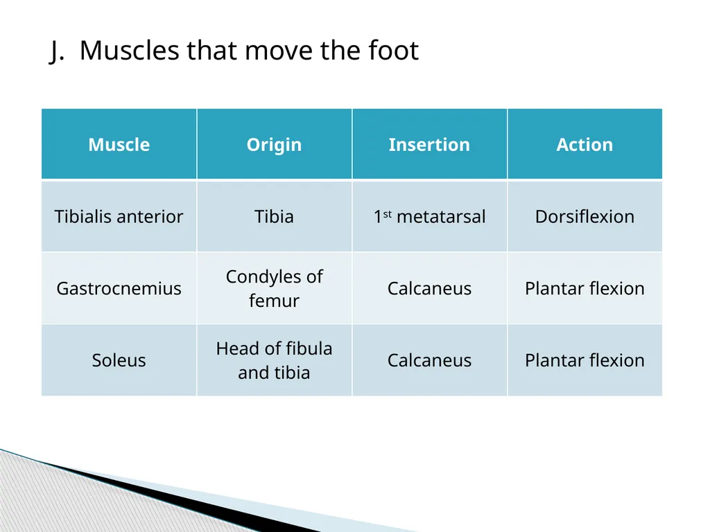 HAP Chapter 8 Muscular System 8.7-8.8 A. Read pg. - slide 14 of 14