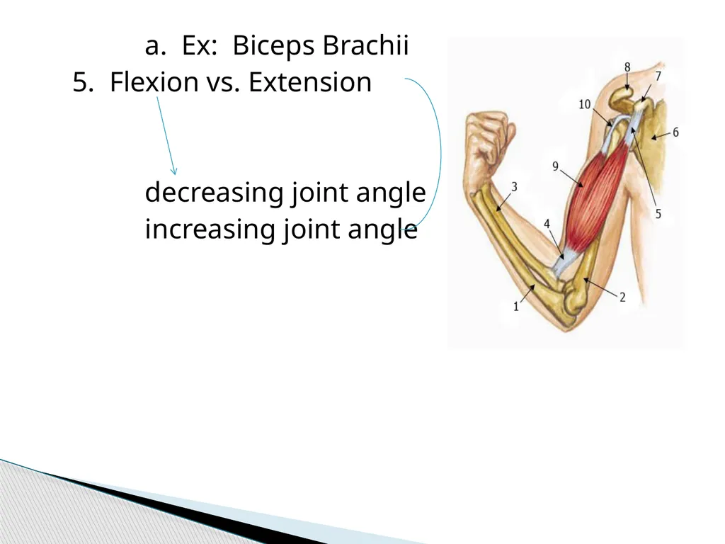 HAP Chapter 8 Muscular System 8.7-8.8 A. Read pg. - slide 3 of 14