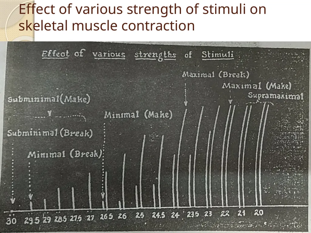 Effect of various strength of stimuli on skeletal - slide 8 of 9