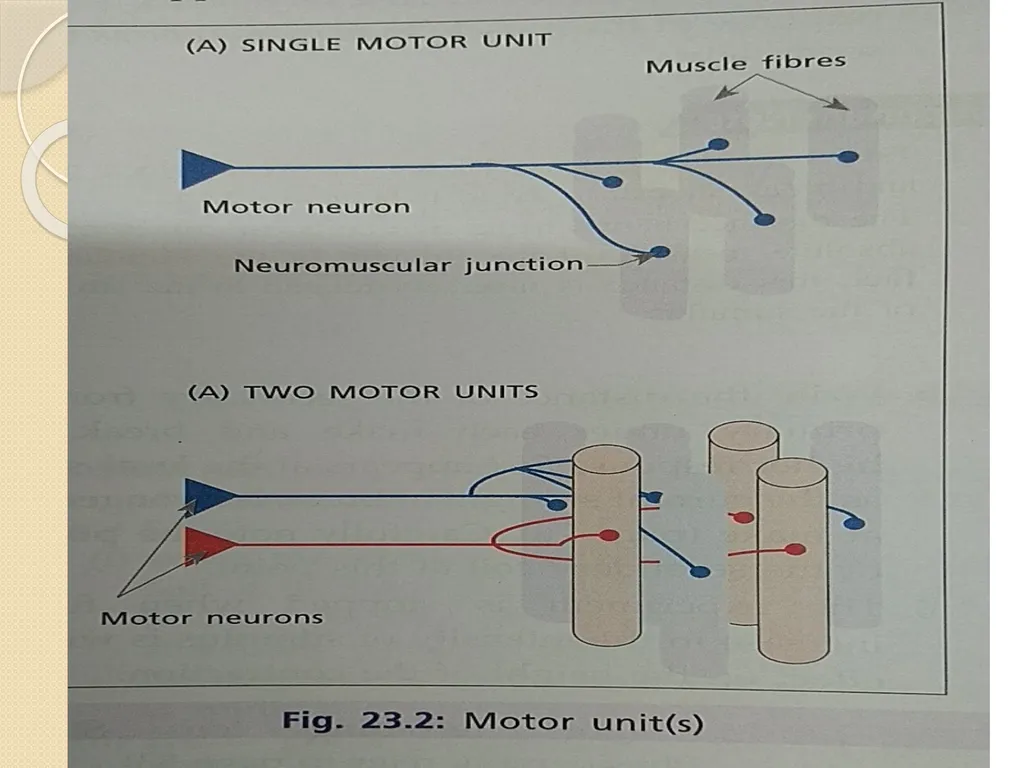 Effect of various strength of stimuli on skeletal - slide 3 of 9