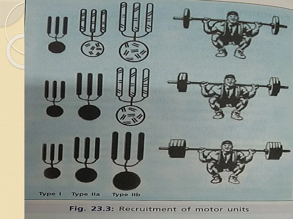 Effect of various strength of stimuli on skeletal - slide 5 of 9