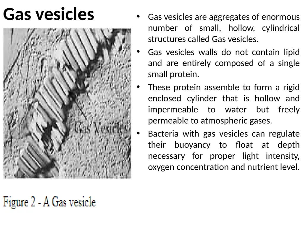 Gas vesicles Gas vesicles Gas vesicles are - slide 2 of 2