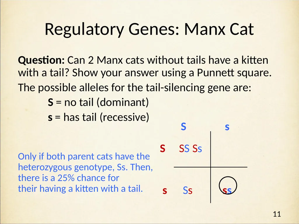 Genetics in Harry Potter’s World Lesson 2 Beyond - slide 11 of 31