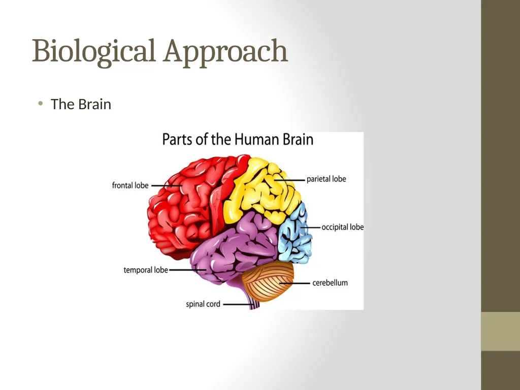 Approaches (AS) D A Gajic (CPsychol, AFBPsS) - slide 13 of 15