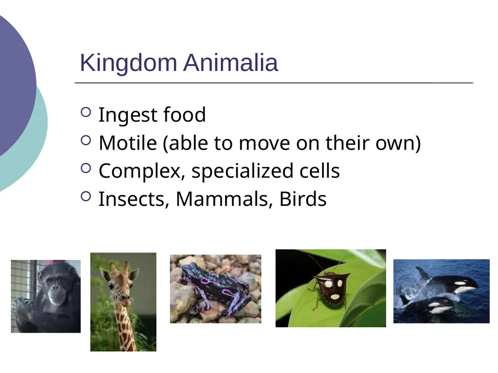 3.2 – Classifying and Naming Organisms The - slide 10 of 13