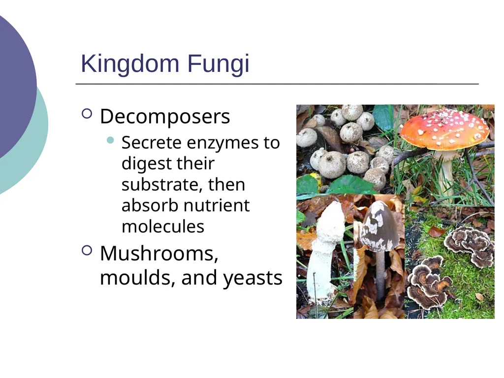 3.2 – Classifying and Naming Organisms The - slide 8 of 13
