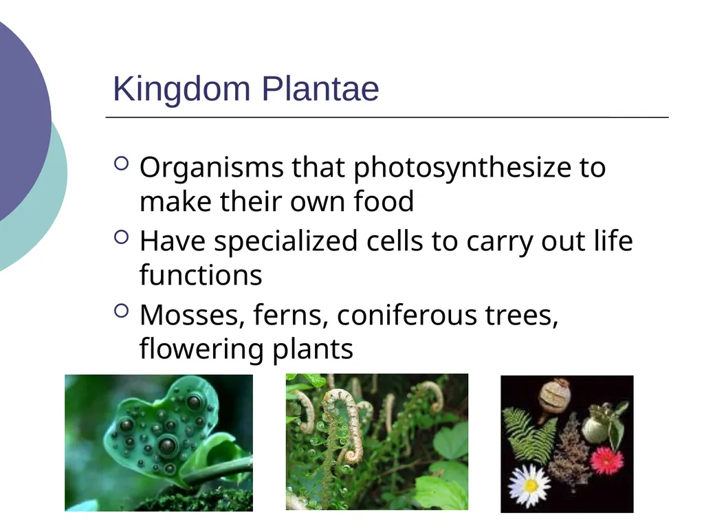 3.2 – Classifying and Naming Organisms The - slide 9 of 13