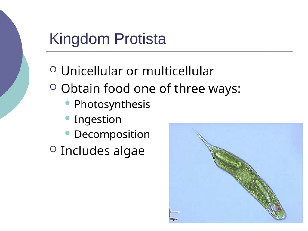 3.2 – Classifying and Naming Organisms The - slide 7 of 13