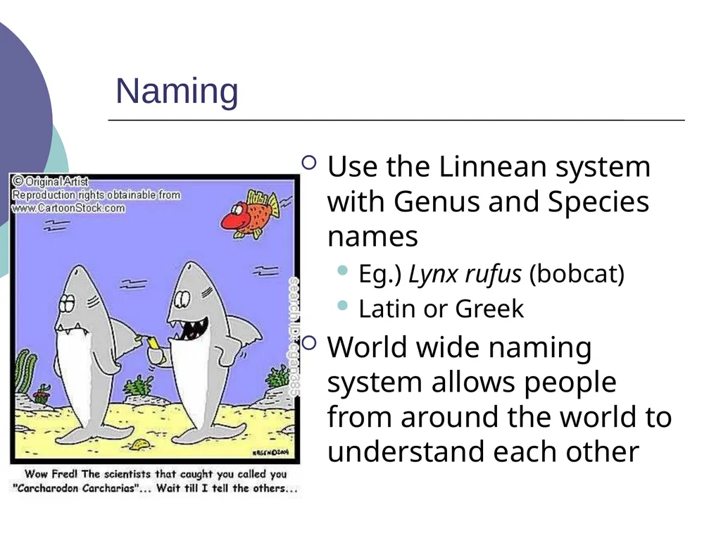 3.2 – Classifying and Naming Organisms The - slide 12 of 13