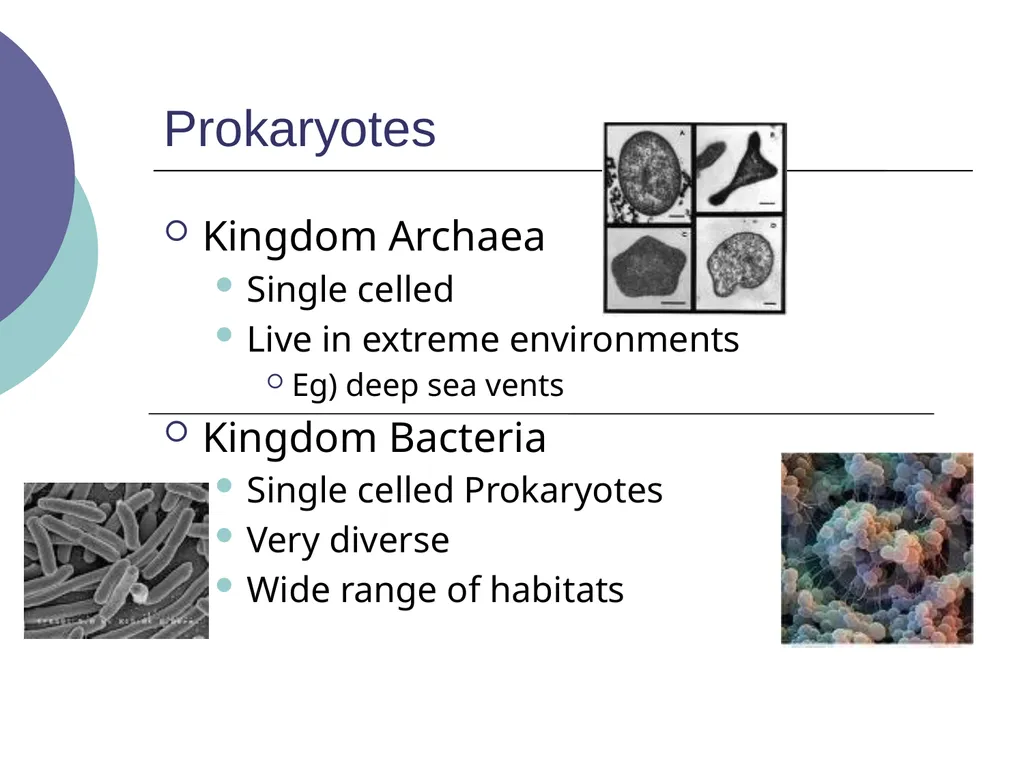 3.2 – Classifying and Naming Organisms The - slide 6 of 13