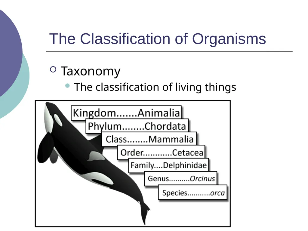 3.2 – Classifying and Naming Organisms The - slide 2 of 13