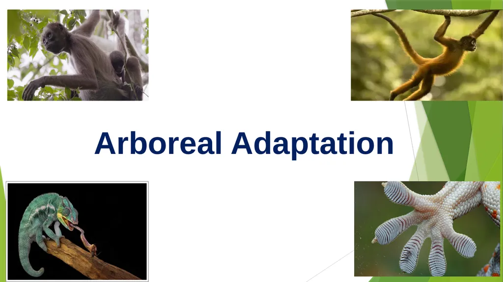 Arboreal Adaptation Arborial? Arboreal Locomotion - slide 1 of 14