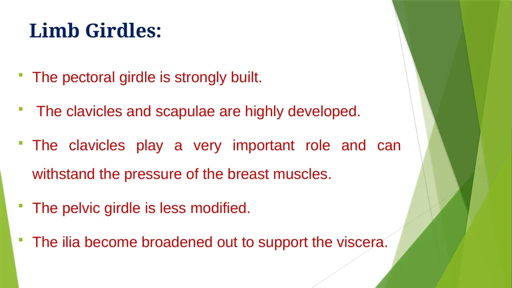 Arboreal Adaptation Arborial? Arboreal Locomotion - slide 12 of 14