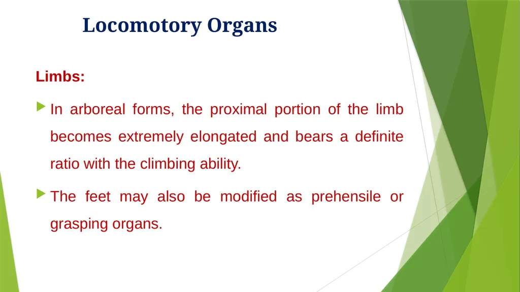 Arboreal Adaptation Arborial? Arboreal Locomotion - slide 9 of 14