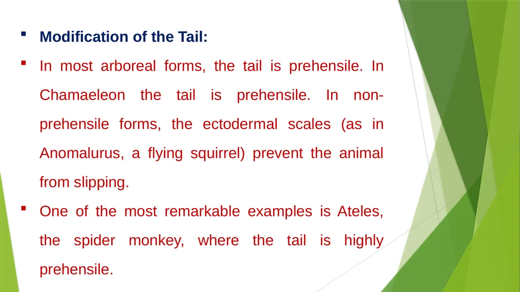Arboreal Adaptation Arborial? Arboreal Locomotion - slide 13 of 14