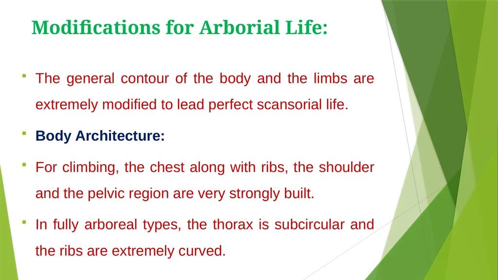 Arboreal Adaptation Arborial? Arboreal Locomotion - slide 7 of 14