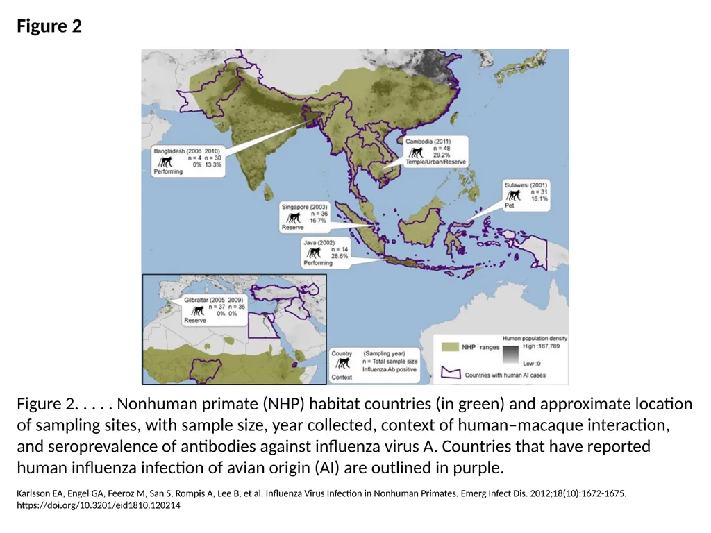 Figure 2 Figure 2. . . . . Nonhuman primate