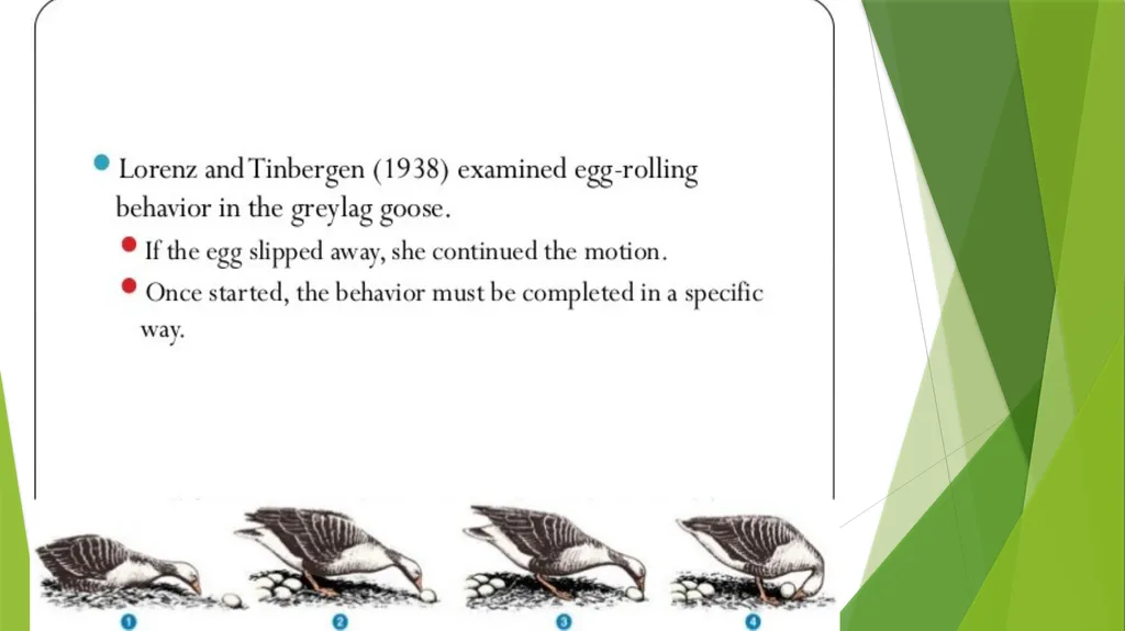 INSTINCT- FIXED ACTION PATTERN BY : DR. NILOFER - slide 5 of 14