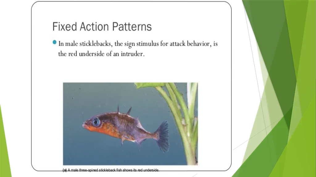 INSTINCT- FIXED ACTION PATTERN BY : DR. NILOFER - slide 6 of 14