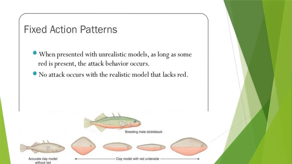 INSTINCT- FIXED ACTION PATTERN BY : DR. NILOFER - slide 7 of 14