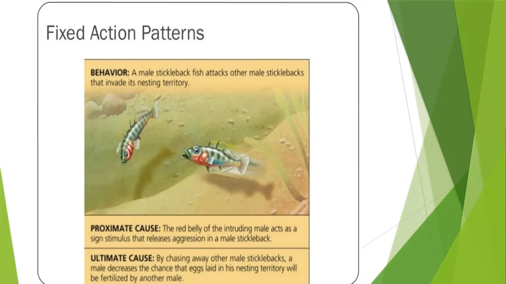 INSTINCT- FIXED ACTION PATTERN BY : DR. NILOFER - slide 8 of 14