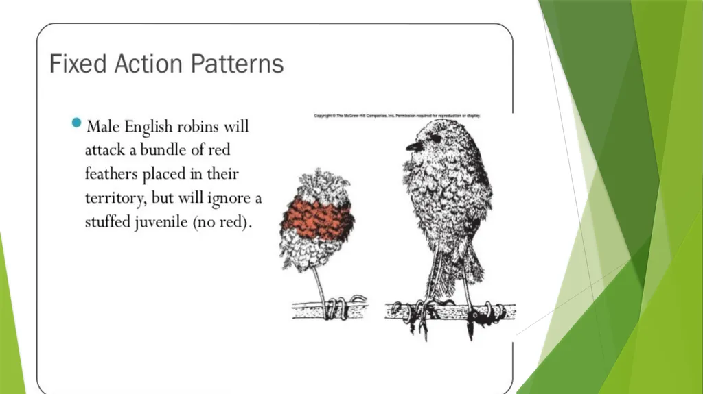 INSTINCT- FIXED ACTION PATTERN BY : DR. NILOFER - slide 9 of 14