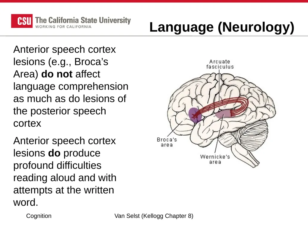 COGNITION Chapter 8: Language Fundamentals of - slide 29 of 38